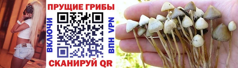 Галлюциногенные грибы мухоморы  Купить закладки  Рошаль 